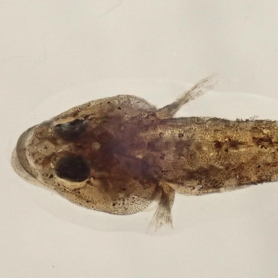 ハゼ科の一種樹脂封入標本 S (木製標本箱入り) | 13枚目