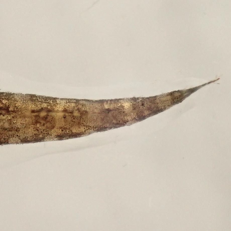 ハゼ科の一種樹脂封入標本 S (木製標本箱入り) | 14枚目