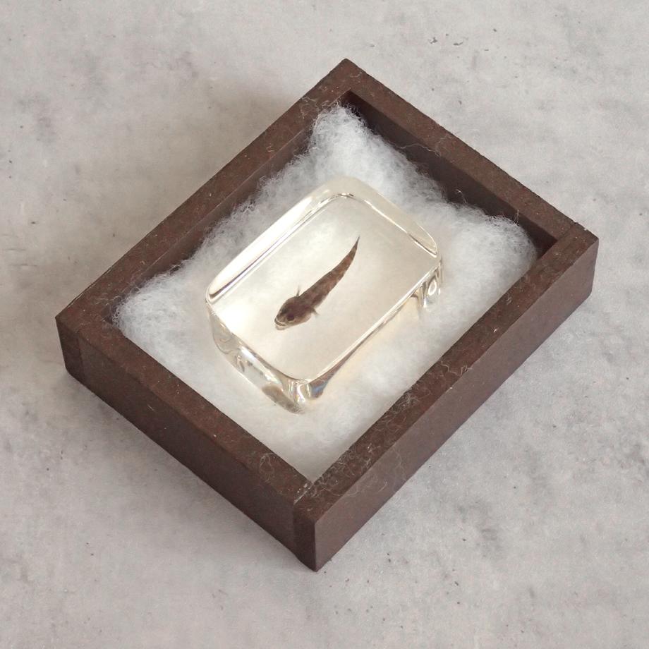 ハゼ科の一種樹脂封入標本 S (木製標本箱入り) | 15枚目