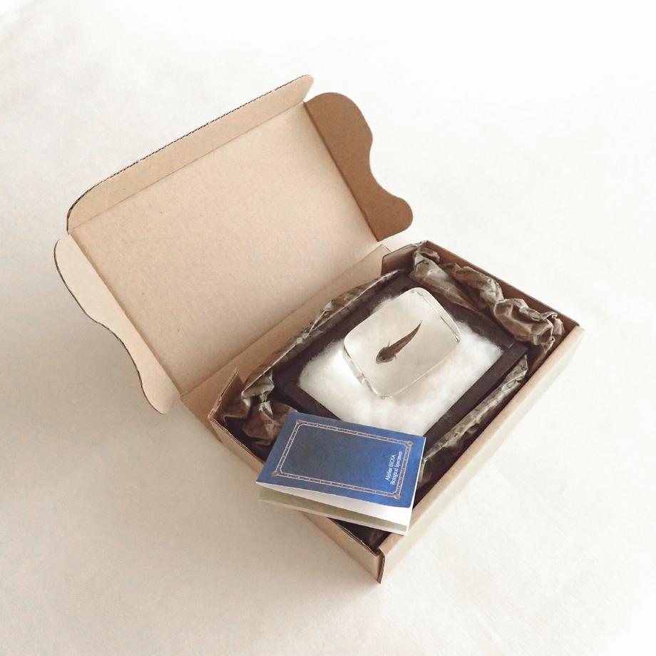 ハゼ科の一種樹脂封入標本 S (木製標本箱入り) | 16枚目