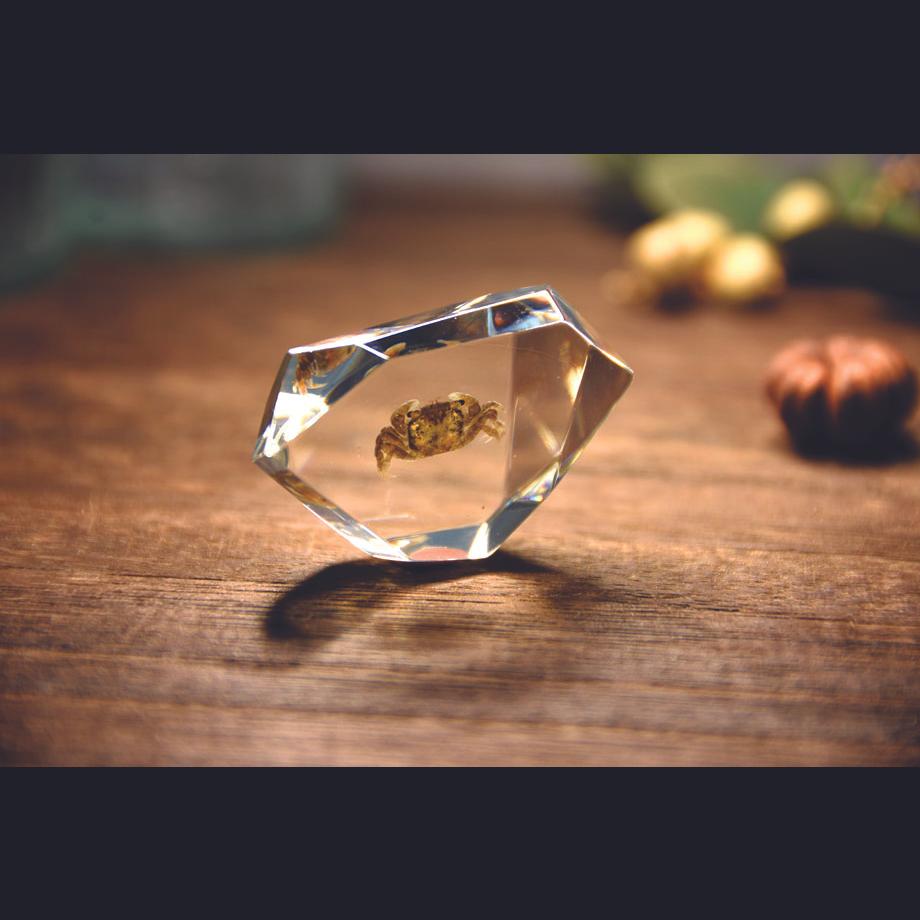 カニ類樹脂封入標本 C (木製標本箱入り) | 18枚目