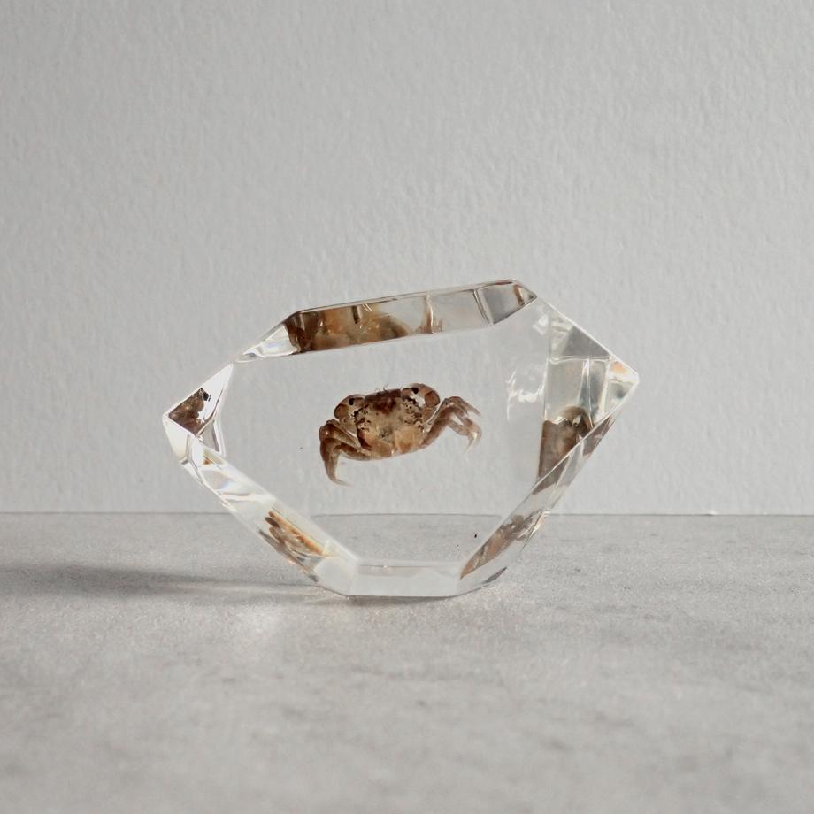 カニ類樹脂封入標本 C (木製標本箱入り) | 5枚目