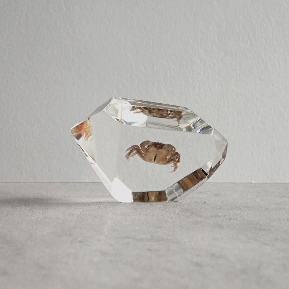 カニ類樹脂封入標本 C (木製標本箱入り) | 6枚目