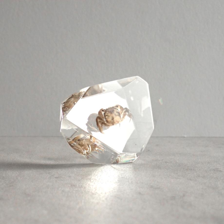 カニ類樹脂封入標本 C (木製標本箱入り) | 8枚目