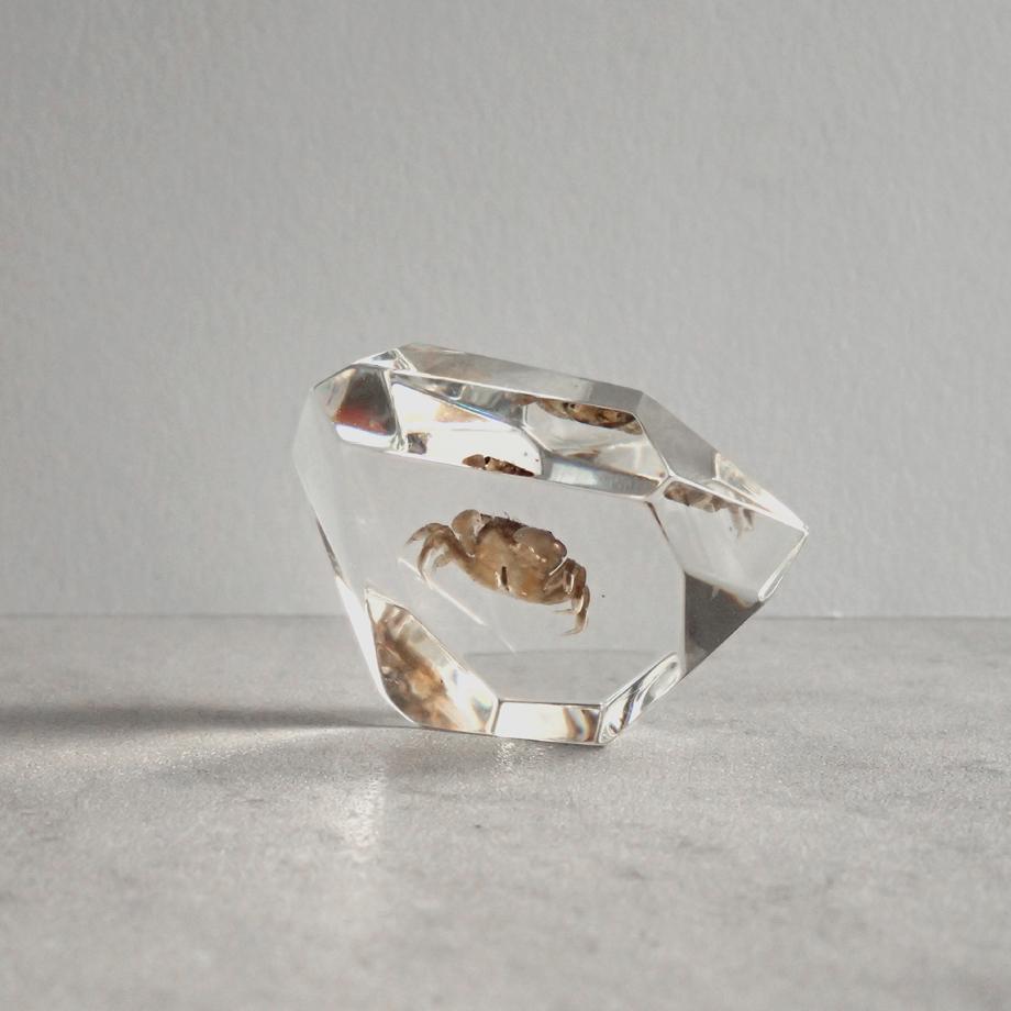 カニ類樹脂封入標本 C (木製標本箱入り) | 9枚目