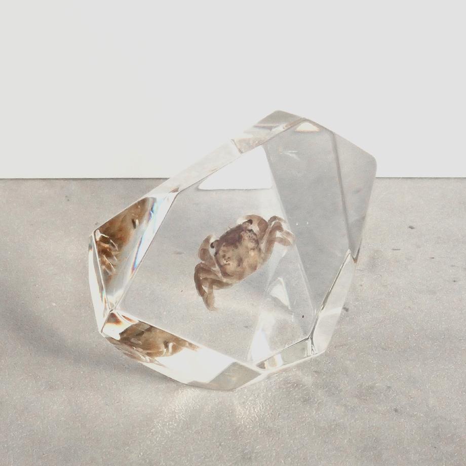 カニ類樹脂封入標本 C (木製標本箱入り) | 11枚目