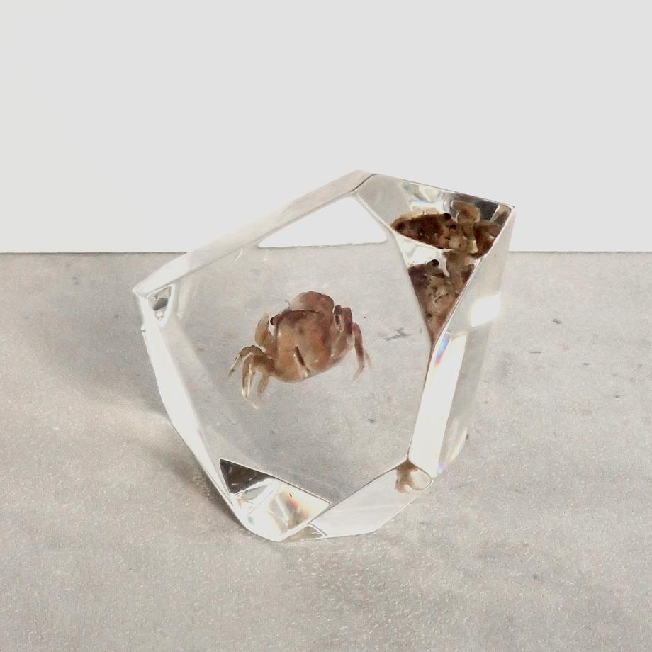 カニ類樹脂封入標本 C (木製標本箱入り) | 12枚目