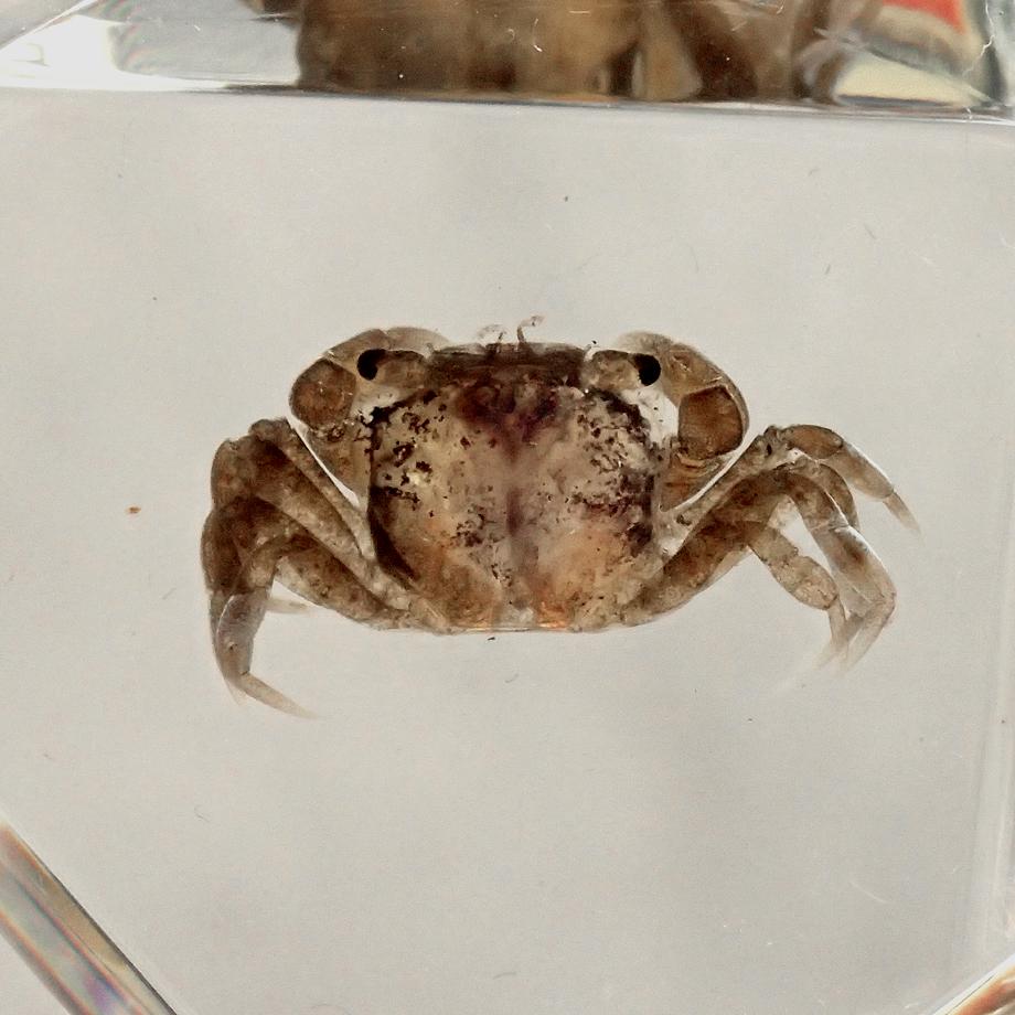 カニ類樹脂封入標本 C (木製標本箱入り) | 13枚目