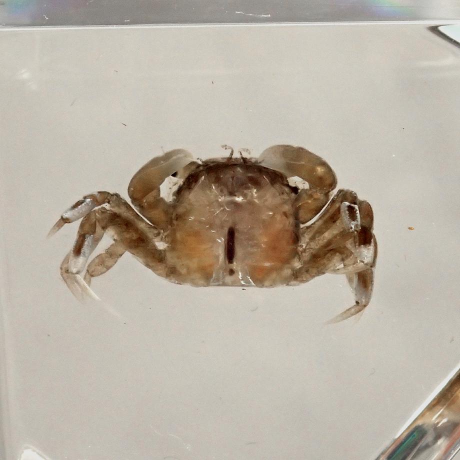 カニ類樹脂封入標本 C (木製標本箱入り) | 14枚目