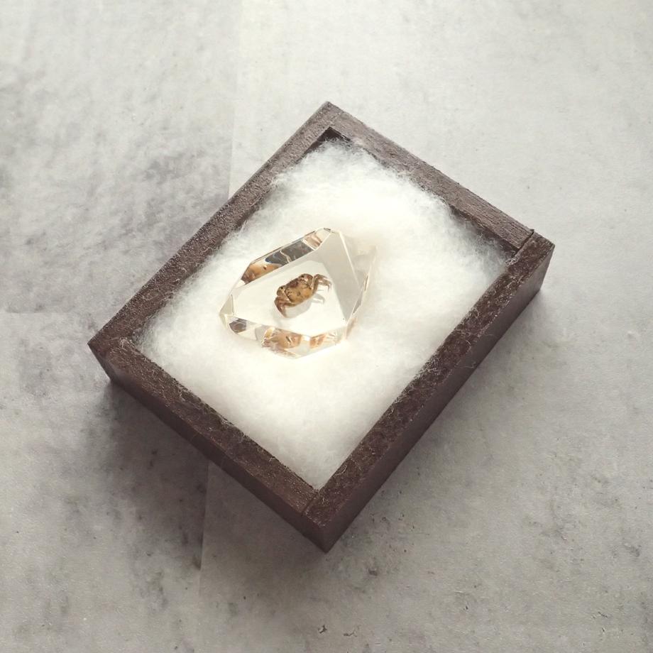 カニ類樹脂封入標本 C (木製標本箱入り) | 15枚目