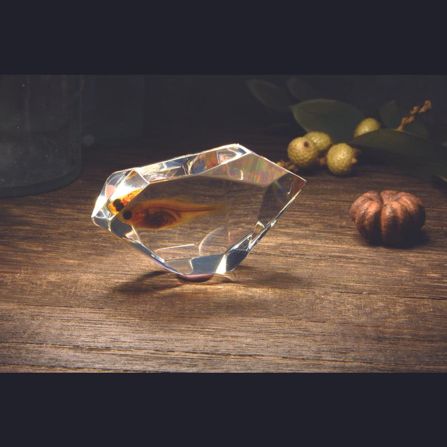 魚類樹脂封入標本 C (木製標本箱入り) | 7枚目