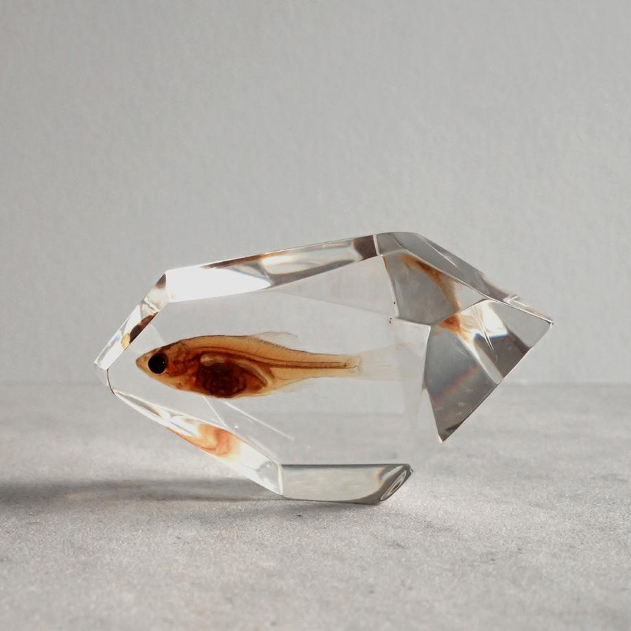 魚類樹脂封入標本 C (木製標本箱入り) | 8枚目