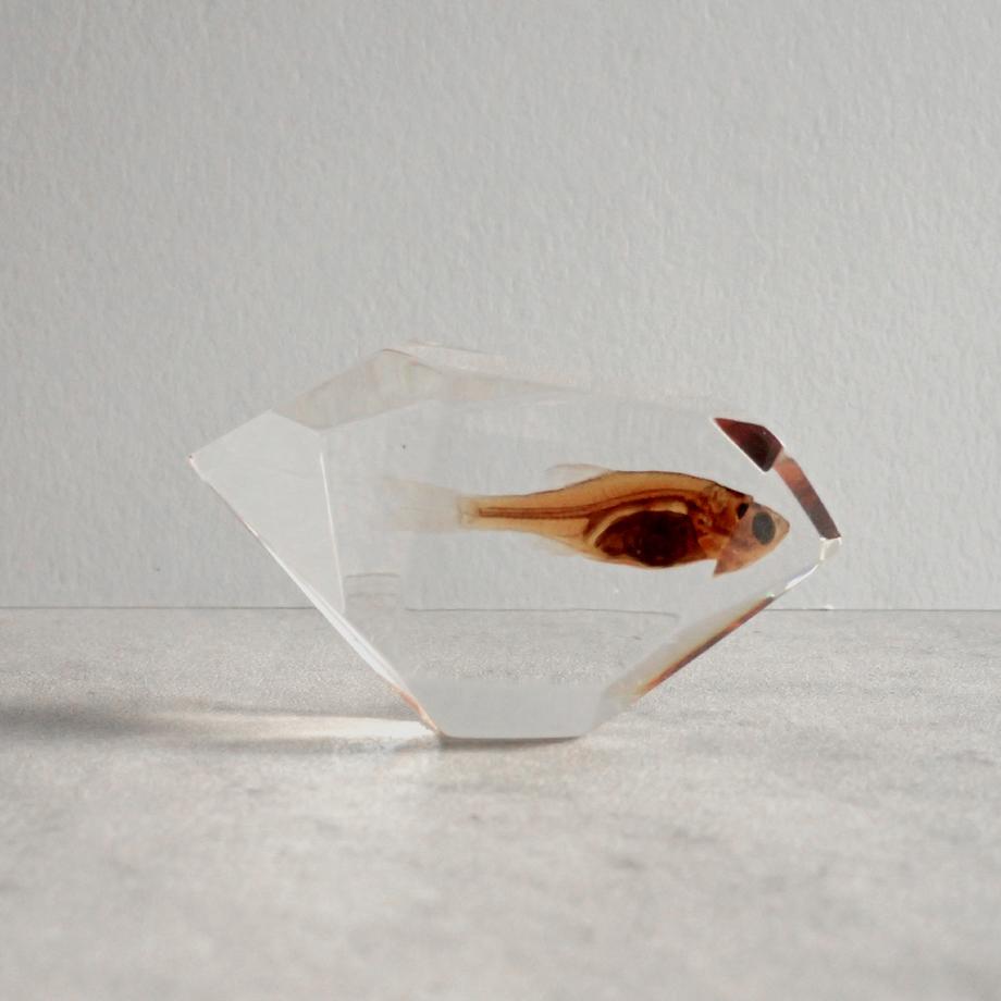 魚類樹脂封入標本 C (木製標本箱入り) | 9枚目