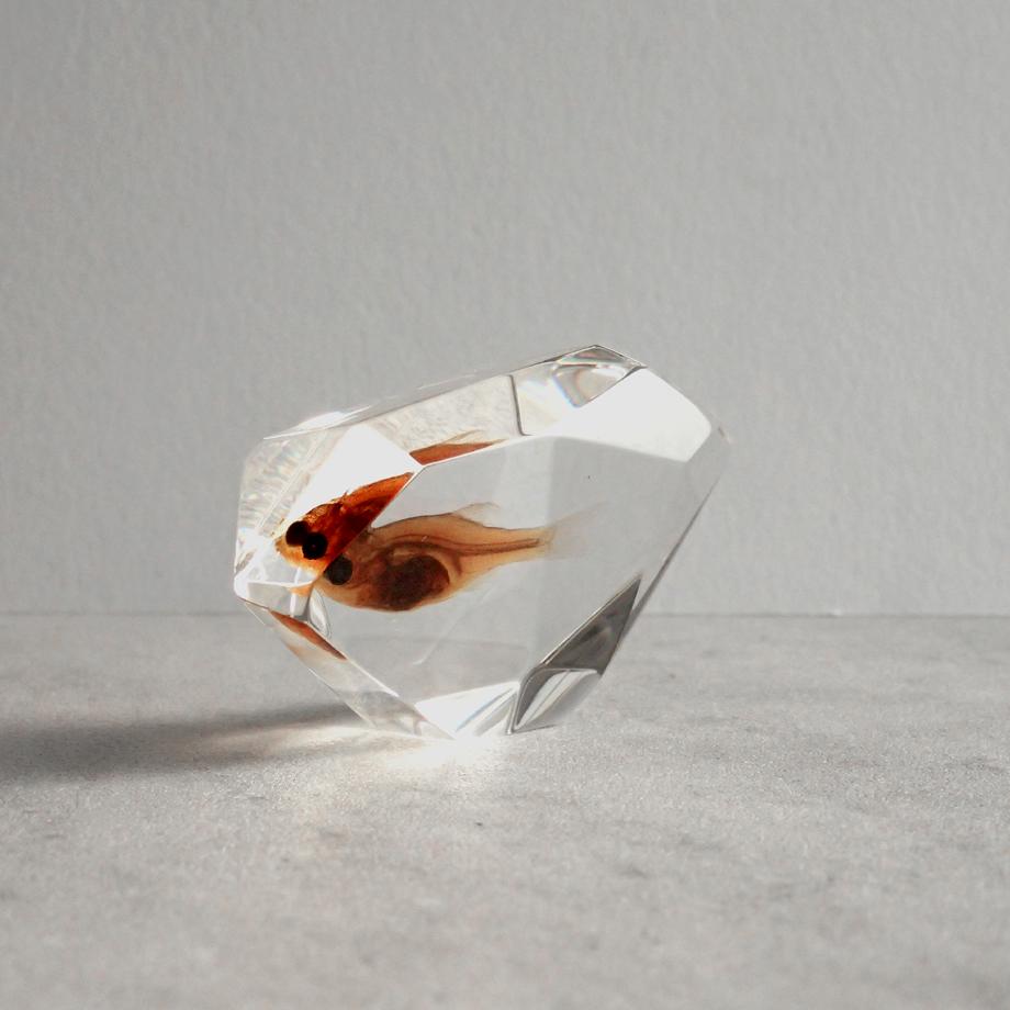 魚類樹脂封入標本 C (木製標本箱入り) | 11枚目