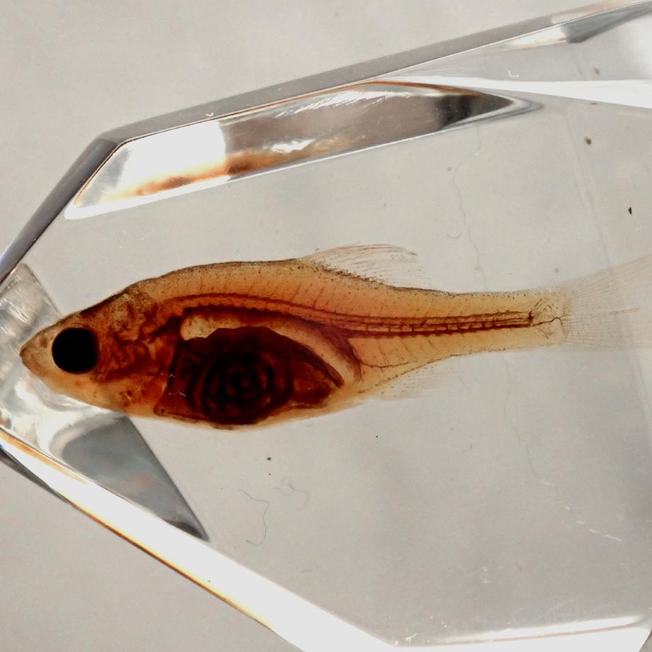 魚類樹脂封入標本 C (木製標本箱入り) | 16枚目