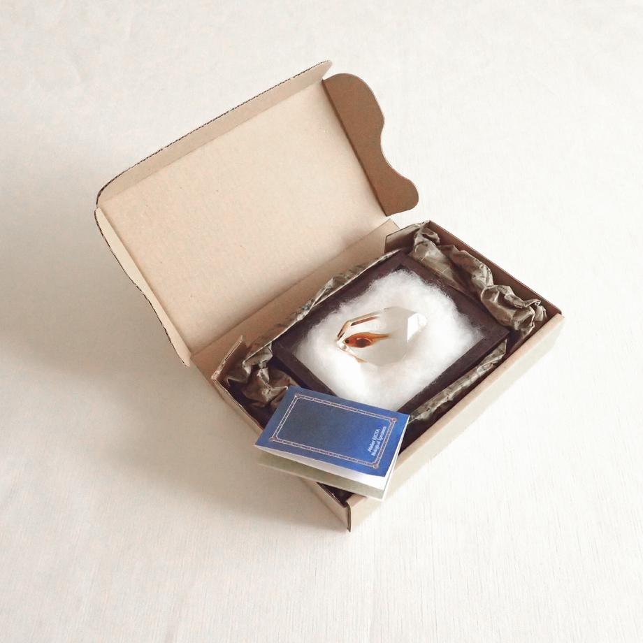 魚類樹脂封入標本 C (木製標本箱入り) | 19枚目