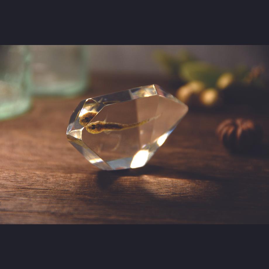 魚類樹脂封入標本 C (木製標本箱入り) | 14枚目