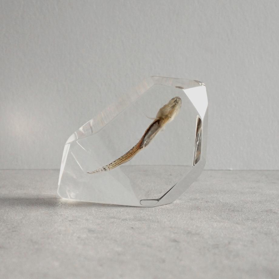 魚類樹脂封入標本 C (木製標本箱入り) | 2枚目