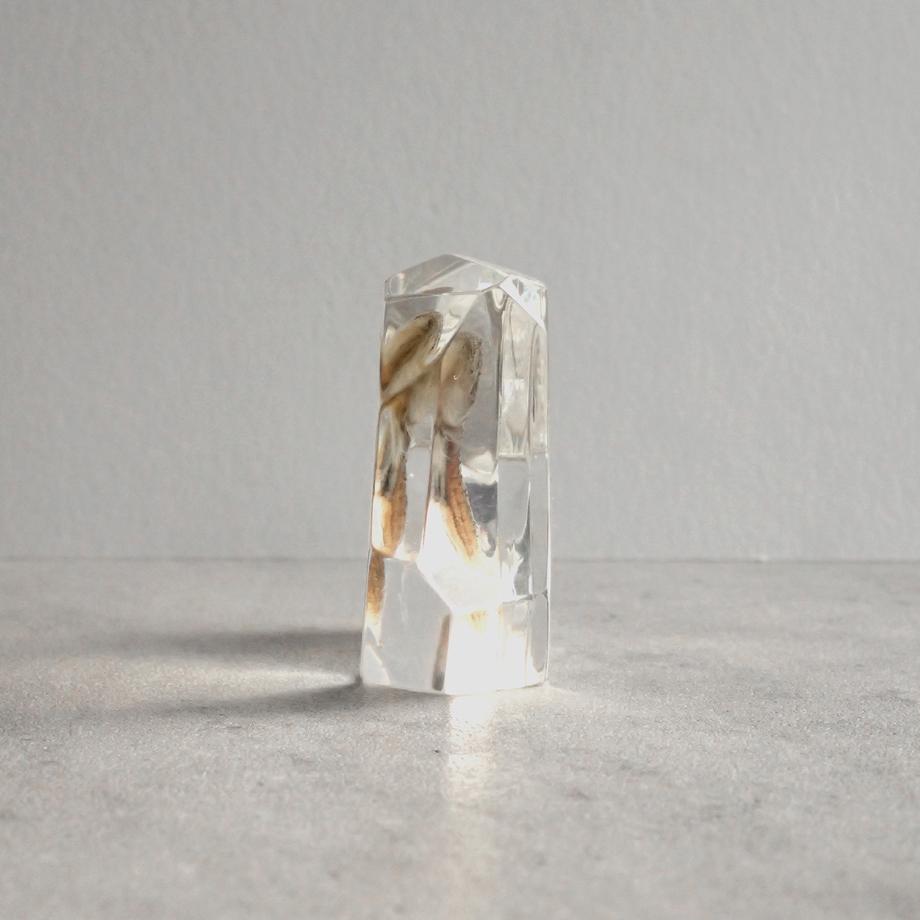 魚類樹脂封入標本 C (木製標本箱入り) | 3枚目