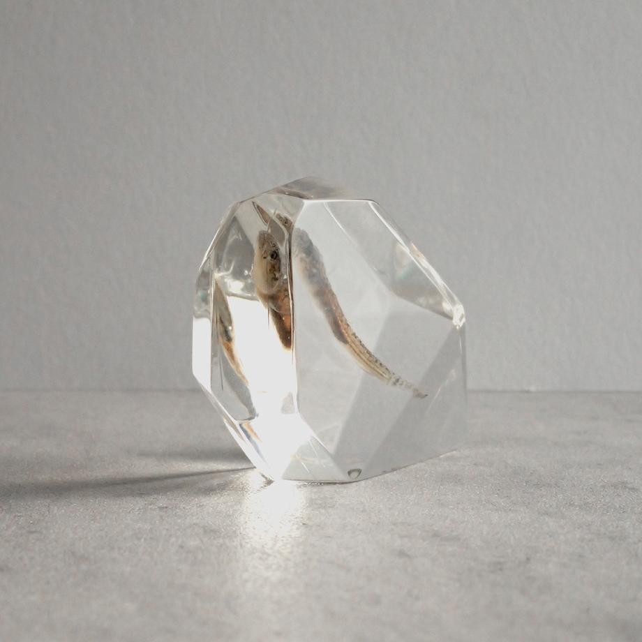 魚類樹脂封入標本 C (木製標本箱入り) | 4枚目