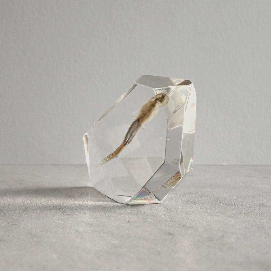 魚類樹脂封入標本 C (木製標本箱入り) | 5枚目