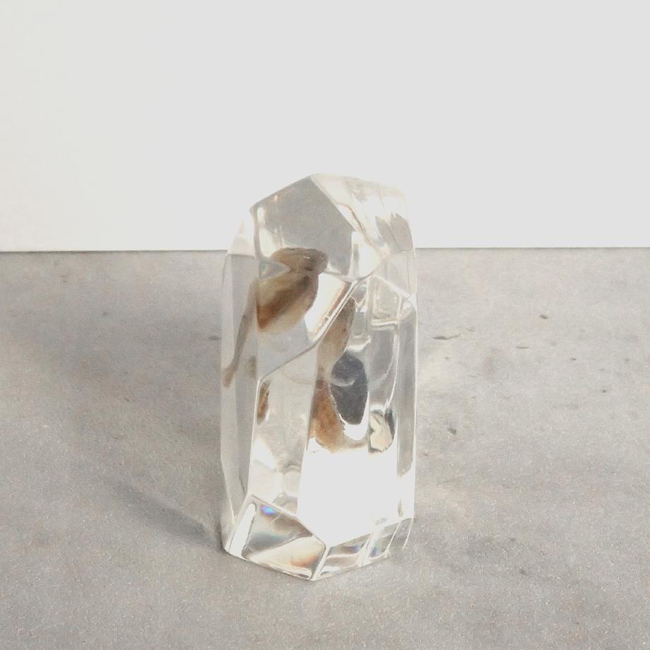 魚類樹脂封入標本 C (木製標本箱入り) | 6枚目