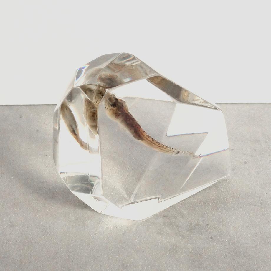 魚類樹脂封入標本 C (木製標本箱入り) | 7枚目