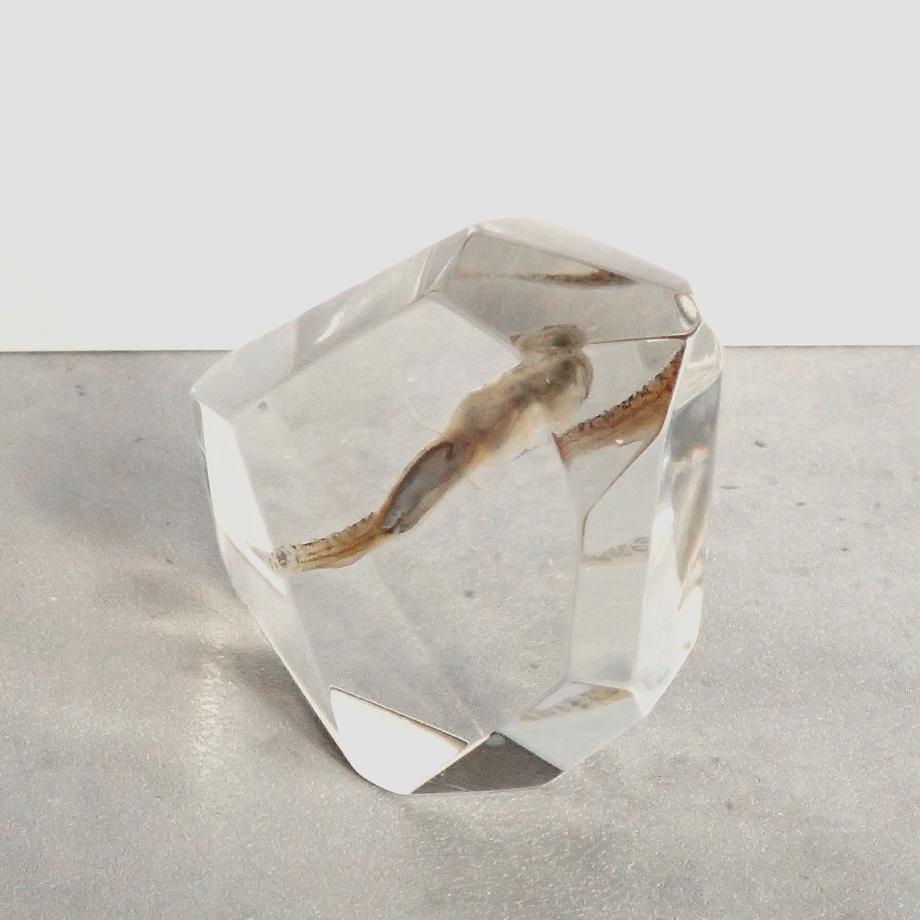 魚類樹脂封入標本 C (木製標本箱入り) | 8枚目