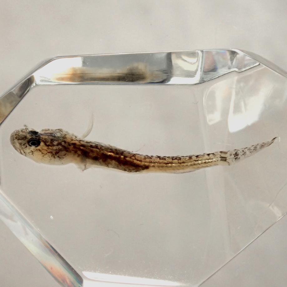 魚類樹脂封入標本 C (木製標本箱入り) | 9枚目