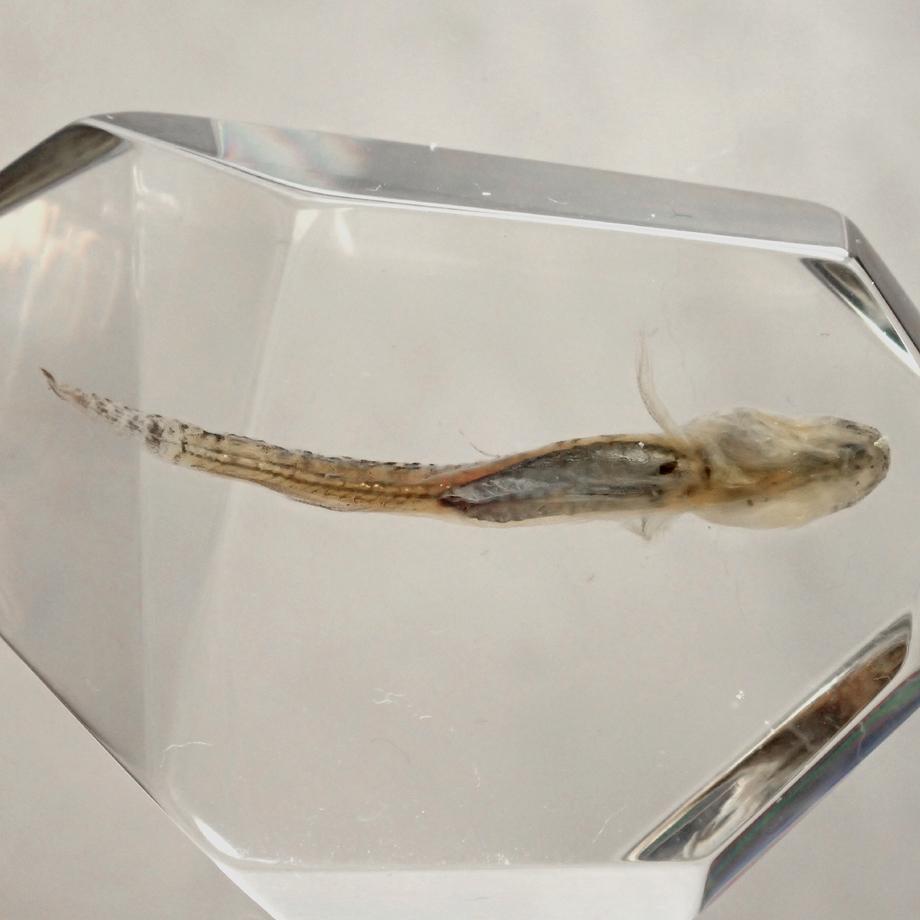 魚類樹脂封入標本 C (木製標本箱入り) | 10枚目