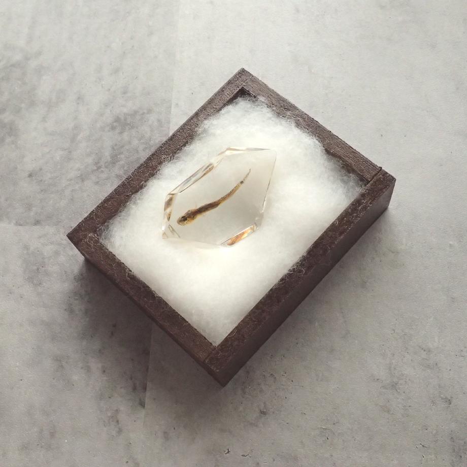 魚類樹脂封入標本 C (木製標本箱入り) | 11枚目