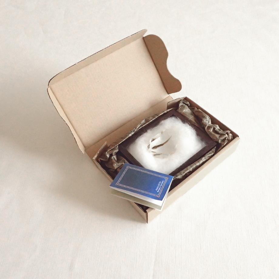 魚類樹脂封入標本 C (木製標本箱入り) | 12枚目