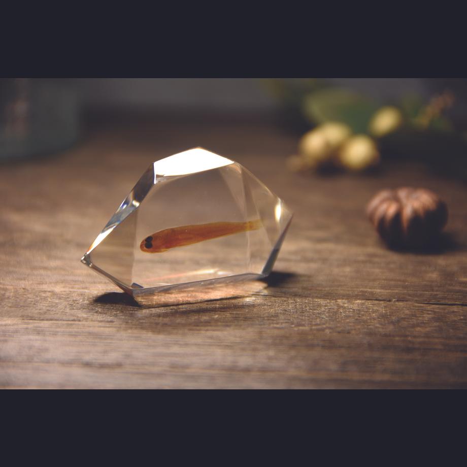 魚類樹脂封入標本 C (木製標本箱入り) | 18枚目