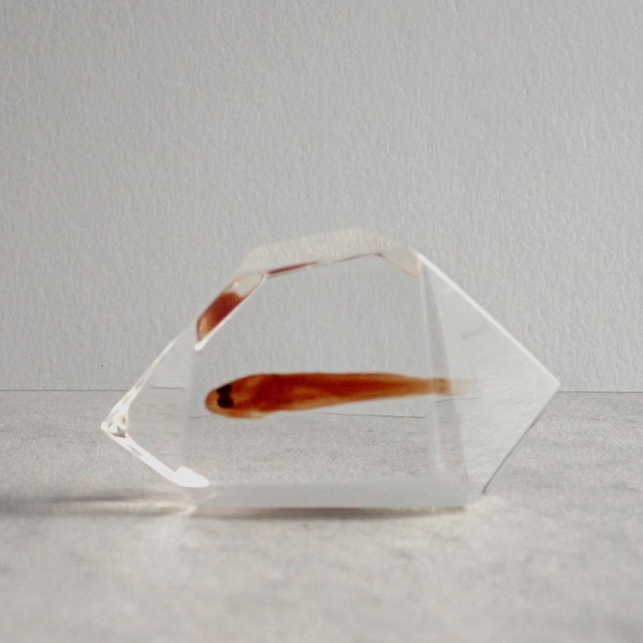 魚類樹脂封入標本 C (木製標本箱入り)1枚目の画像
