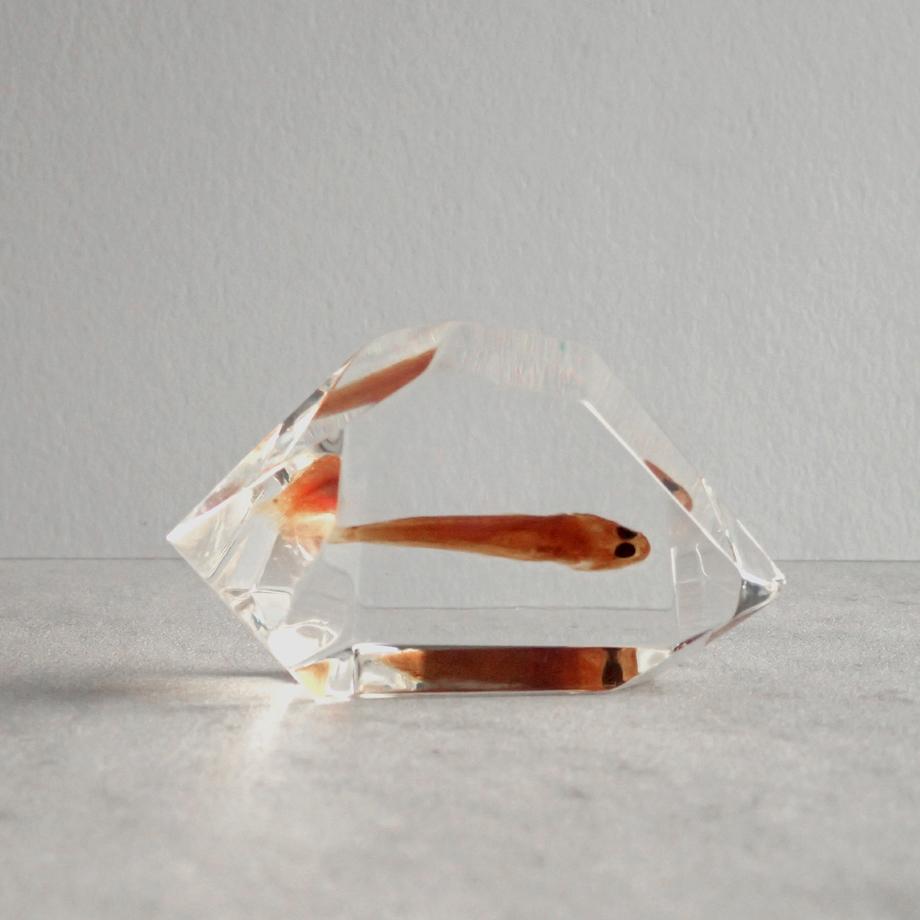 魚類樹脂封入標本 C (木製標本箱入り) | 6枚目