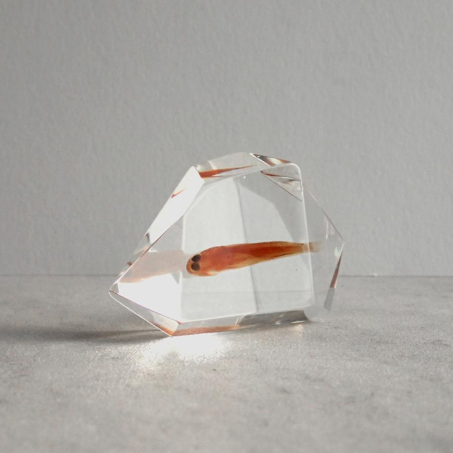 魚類樹脂封入標本 C (木製標本箱入り) | 8枚目