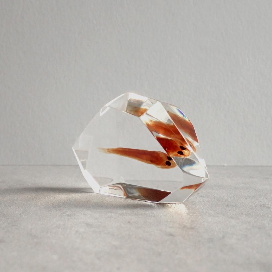 魚類樹脂封入標本 C (木製標本箱入り) | 9枚目