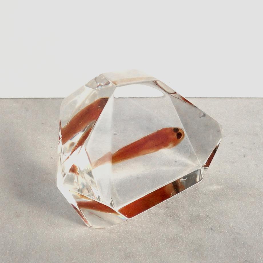 魚類樹脂封入標本 C (木製標本箱入り) | 11枚目