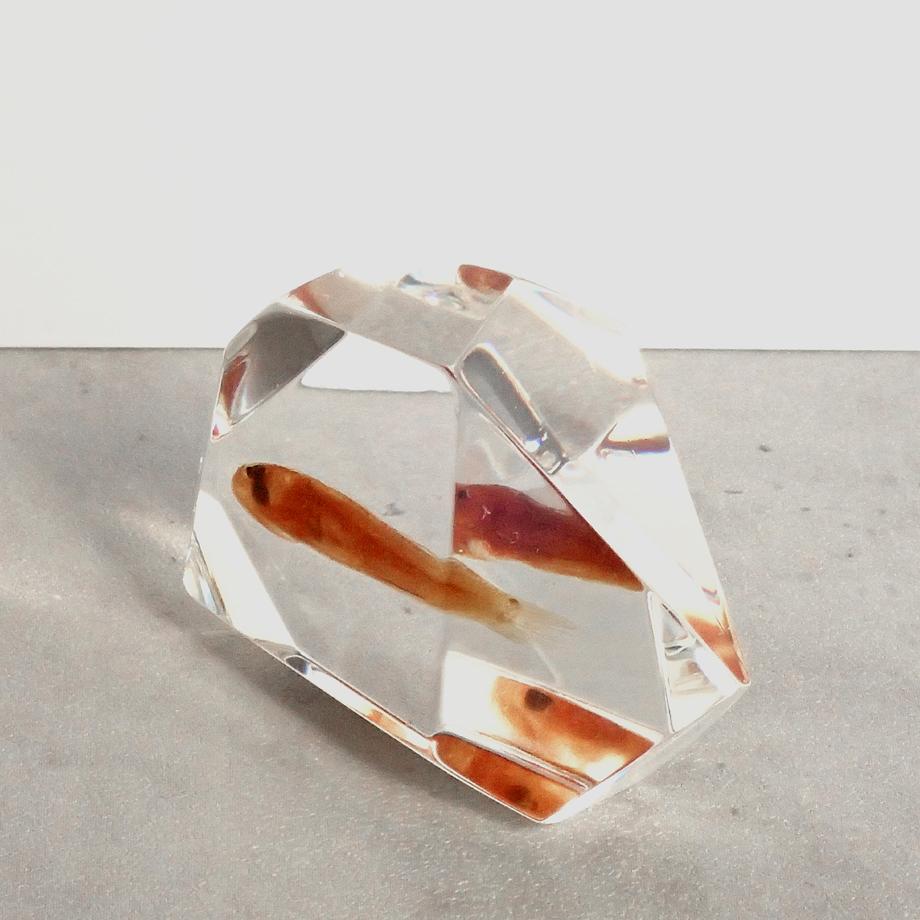 魚類樹脂封入標本 C (木製標本箱入り) | 12枚目