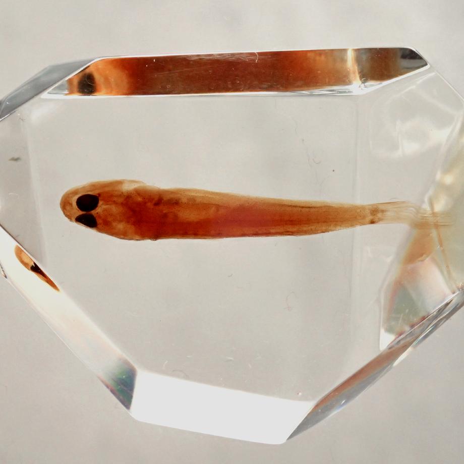 魚類樹脂封入標本 C (木製標本箱入り) | 13枚目