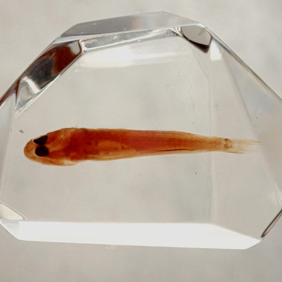 魚類樹脂封入標本 C (木製標本箱入り) | 14枚目