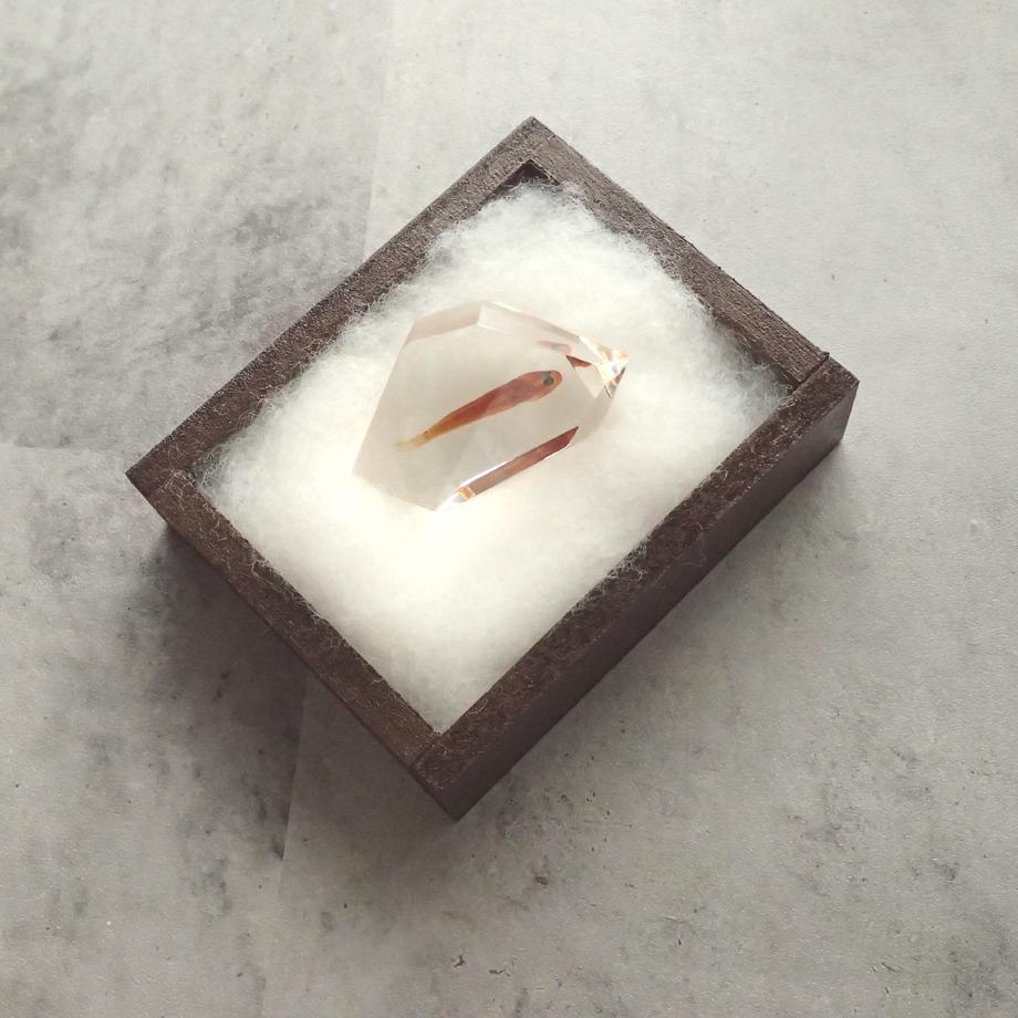 魚類樹脂封入標本 C (木製標本箱入り) | 15枚目