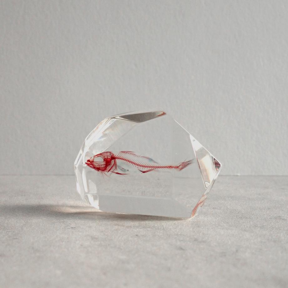 魚類単色染色樹脂封入標本 C (木製標本箱入り)1枚目の画像