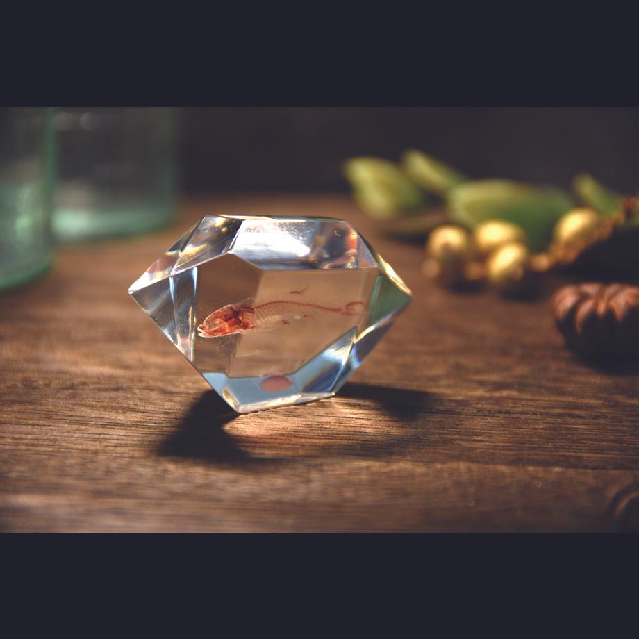 魚類単色染色樹脂封入標本 C (木製標本箱入り) | 14枚目