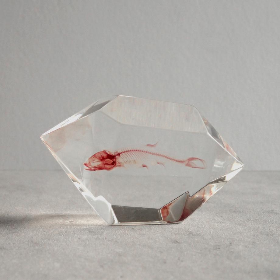 魚類単色染色樹脂封入標本 C (木製標本箱入り)1枚目の画像