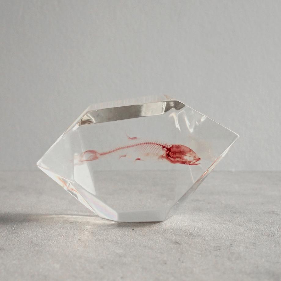 魚類単色染色樹脂封入標本 C (木製標本箱入り) | 2枚目