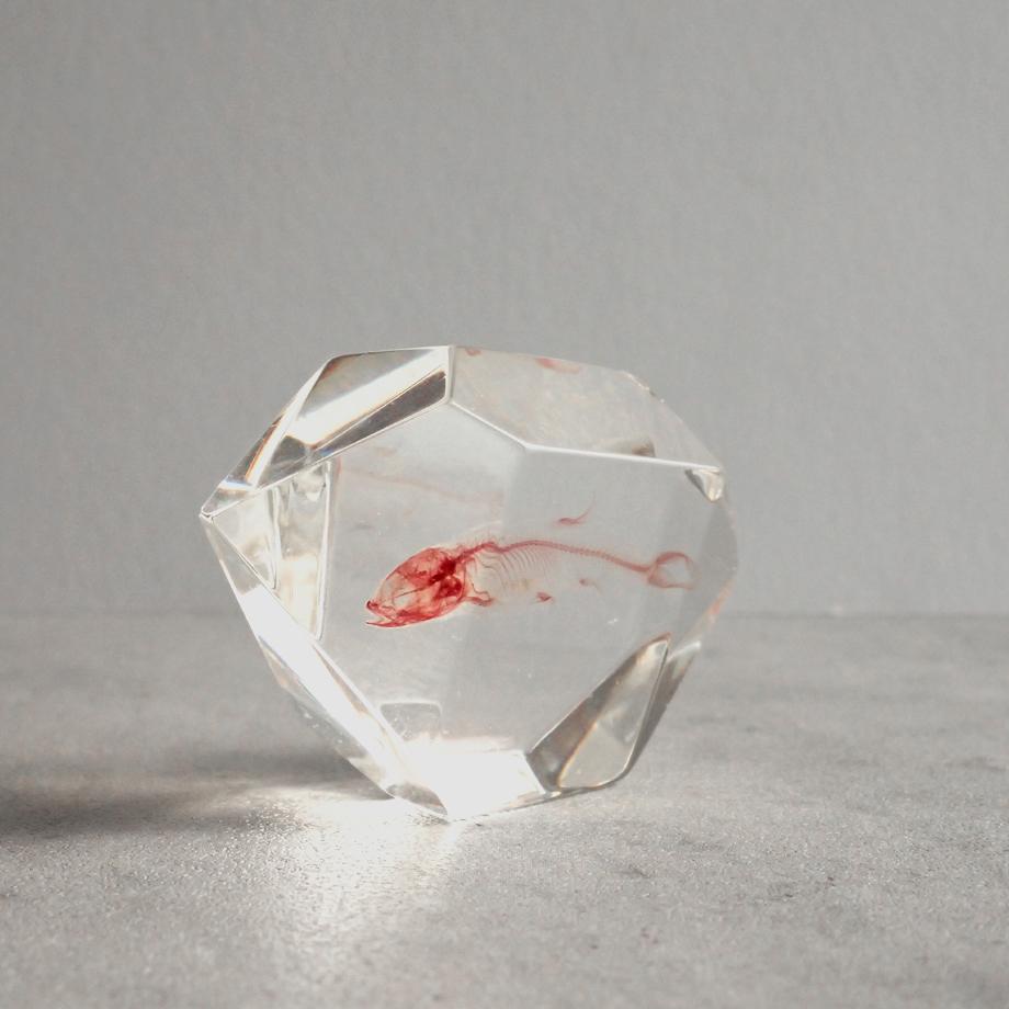 魚類単色染色樹脂封入標本 C (木製標本箱入り) | 4枚目