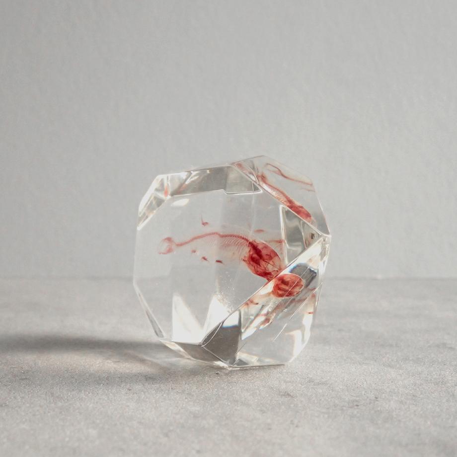 魚類単色染色樹脂封入標本 C (木製標本箱入り) | 5枚目