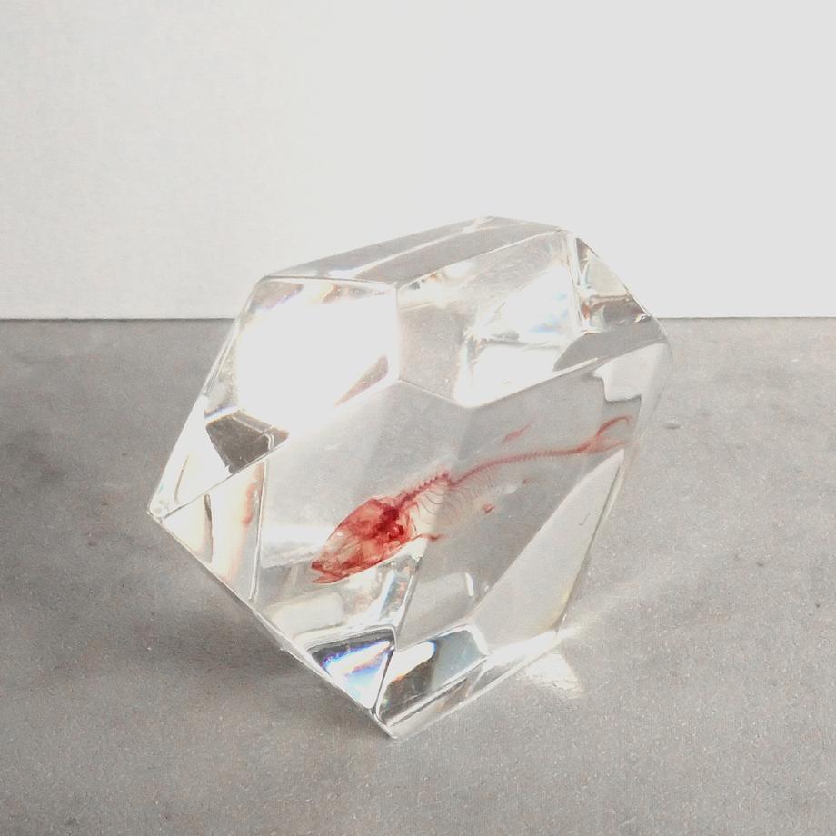 魚類単色染色樹脂封入標本 C (木製標本箱入り) | 7枚目