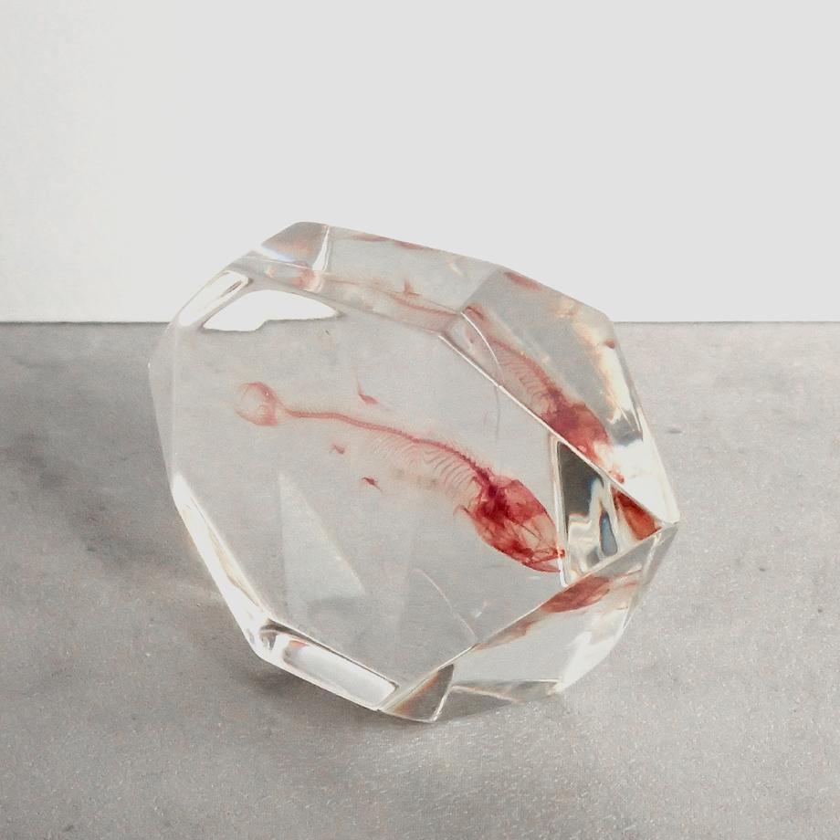 魚類単色染色樹脂封入標本 C (木製標本箱入り) | 8枚目